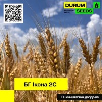 Пшениця м#039;яка, дворучка - BG Ikona 2S (Durum Seeds)