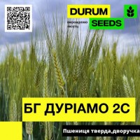 Пшениця тверда, дворучка - BG Duriamo 2S (Durum Seeds)