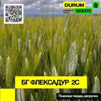 Пшениця тверда, дворучка - BG Flexadur 2S (Durum Seeds)