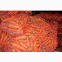 Продам моркву від 10 т