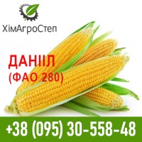 ТОВ ХімАгроСтеп пропонує насіння кукурудзи (ФАО 180 - 340)