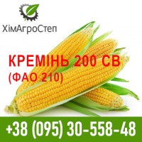 ТОВ ХімАгроСтеп пропонує насіння кукурудзи (ФАО 180 - 340)