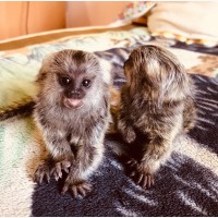 Ручная обезьяна игрунка обезьянка мармозетка мини мартышка приматы