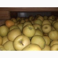 Продам яблоки от произодителя от 20 тонн
