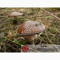 Мухомор ПАНТЕРНИЙ (Amanita Pantherina), сушені НІЖКИ, сезон 2023