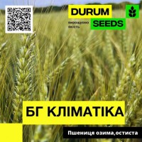 Пшениця озима, остиста - BG Klimatika (Durum Seeds)