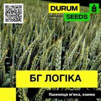 Пшениця м#039;яка, озима - BG Logika (Durum Seeds)
