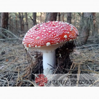 Мухомор ЧЕРВОНИЙ (Amanita Muscaria), сушені капелюшки. Сезон 2024