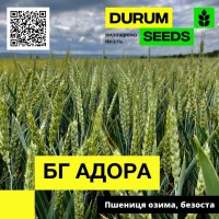 Пшениця озима, безоста - BG Adora (Durum Seeds)
