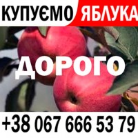 Купляємо яблука з доставкою - ціна 13, 80 грн - НАЛ / БЕЗНАЛ